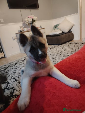 Akita dogs - Advert 2