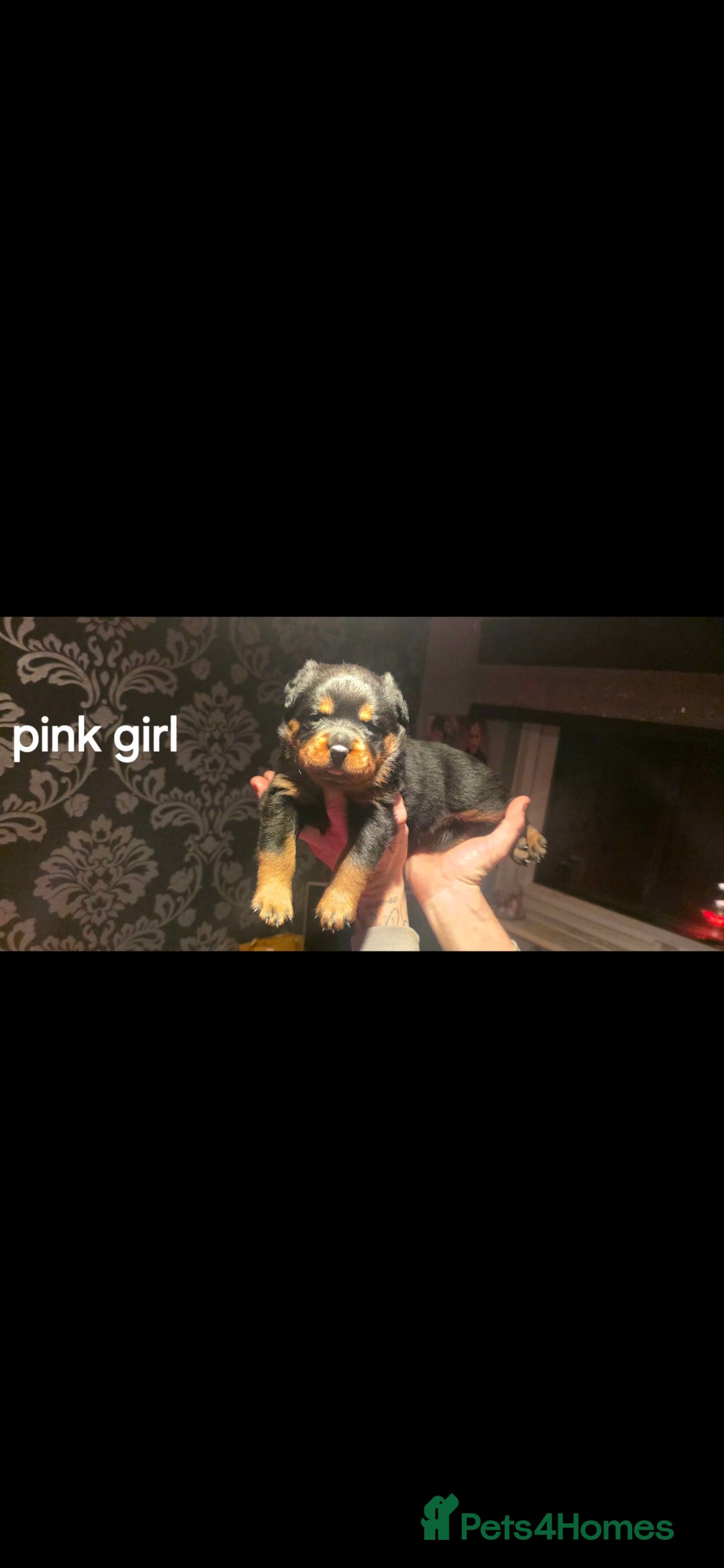 Rottweiler dogs for sale: Kc rottweiler  - Advert 8