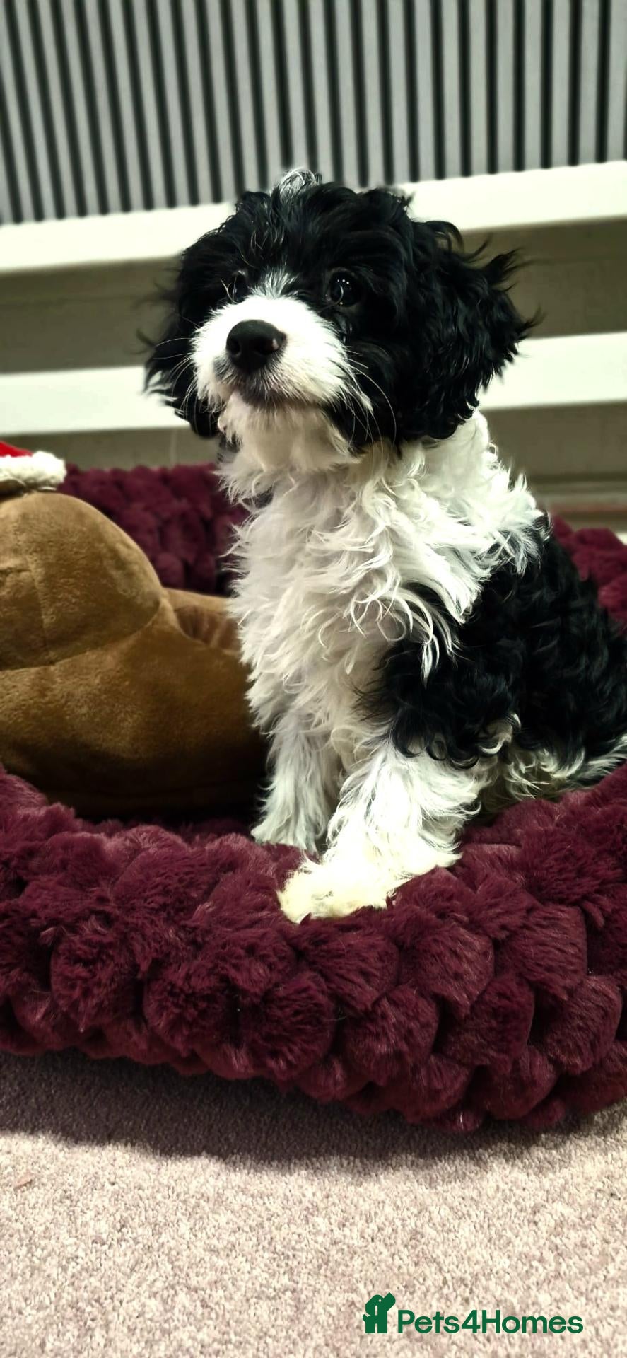 Cavapoo dogs for sale: Rare colour F1 Cavapoo puppy only one available  - Advert 10