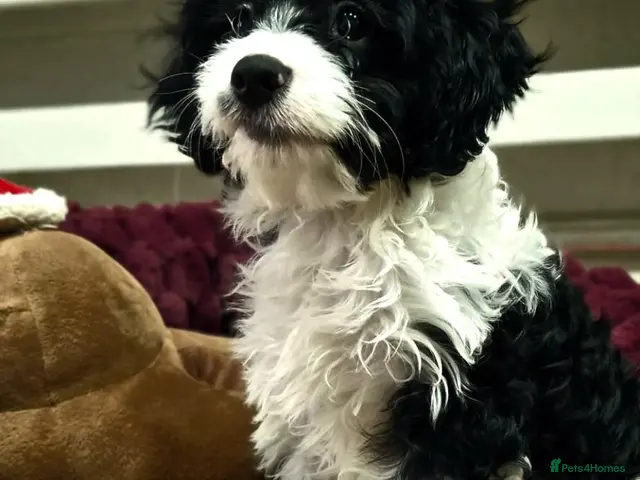 Cavapoo dogs for sale: Rare colour F1 Cavapoo puppy only one available - Advert 10