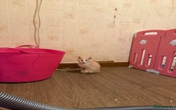 Maine Coon cats for sale: Half Maine coon kittens  - Image 14