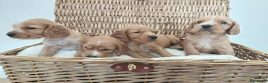 Cocker Spaniel 1