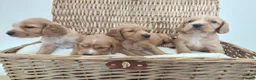 Cocker Spaniel dogs for sale: BEAUTIFUL COCKER SPANIEL PUPPIES - Advert 8