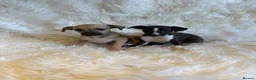 Italian Greyhound dogs for sale: ✨ KC Registered Italian Greyhound puppies ✨ - Advert 5