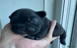 French Bulldog dogs for sale: KC Reg Frenchie Puppies - Image 13