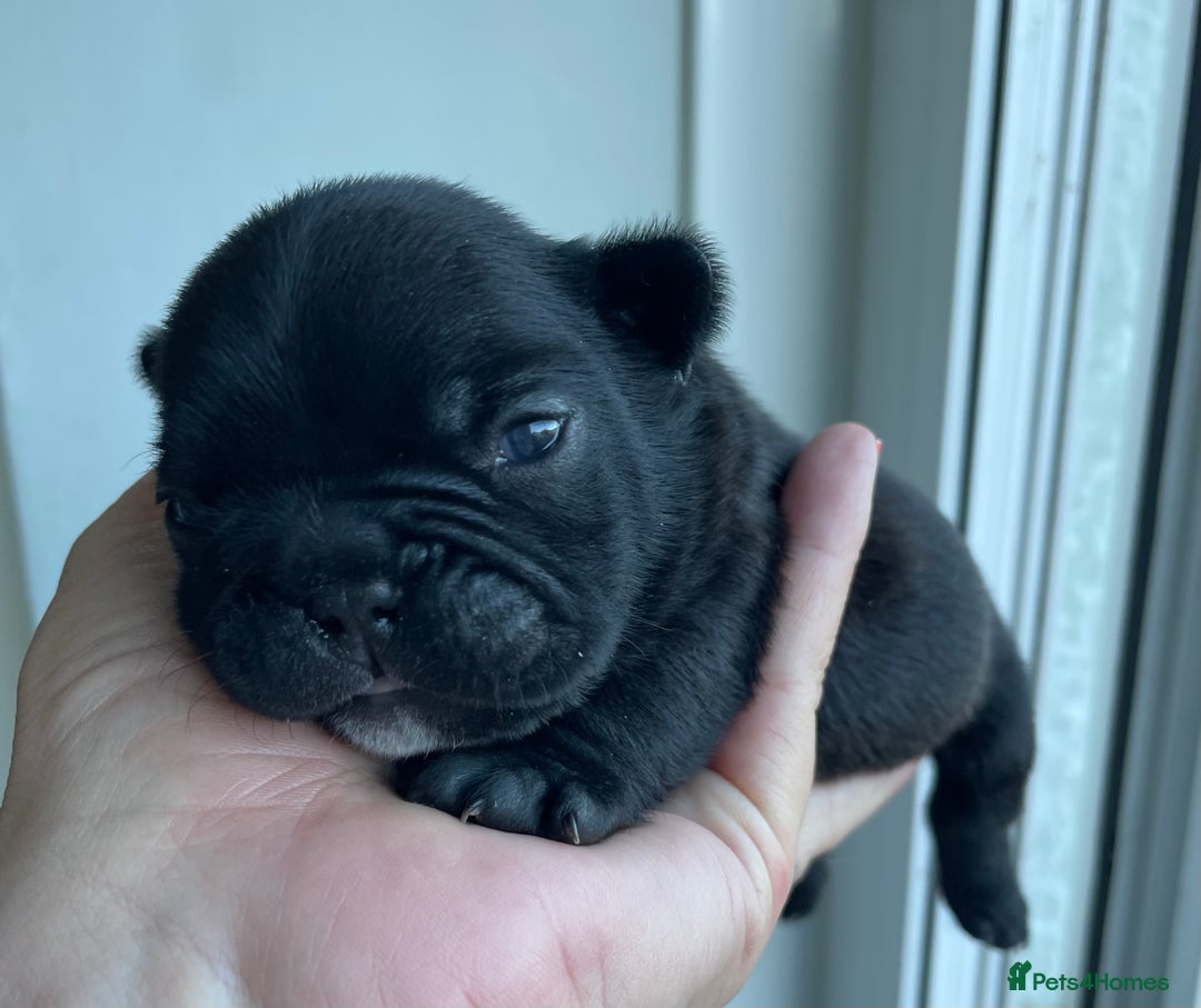 French Bulldog dogs for sale: KC Reg Frenchie Puppies - Image 13
