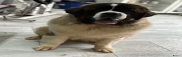 Saint Bernard dogs for sale: Exceptional litter of show quality pups  - Advert 35