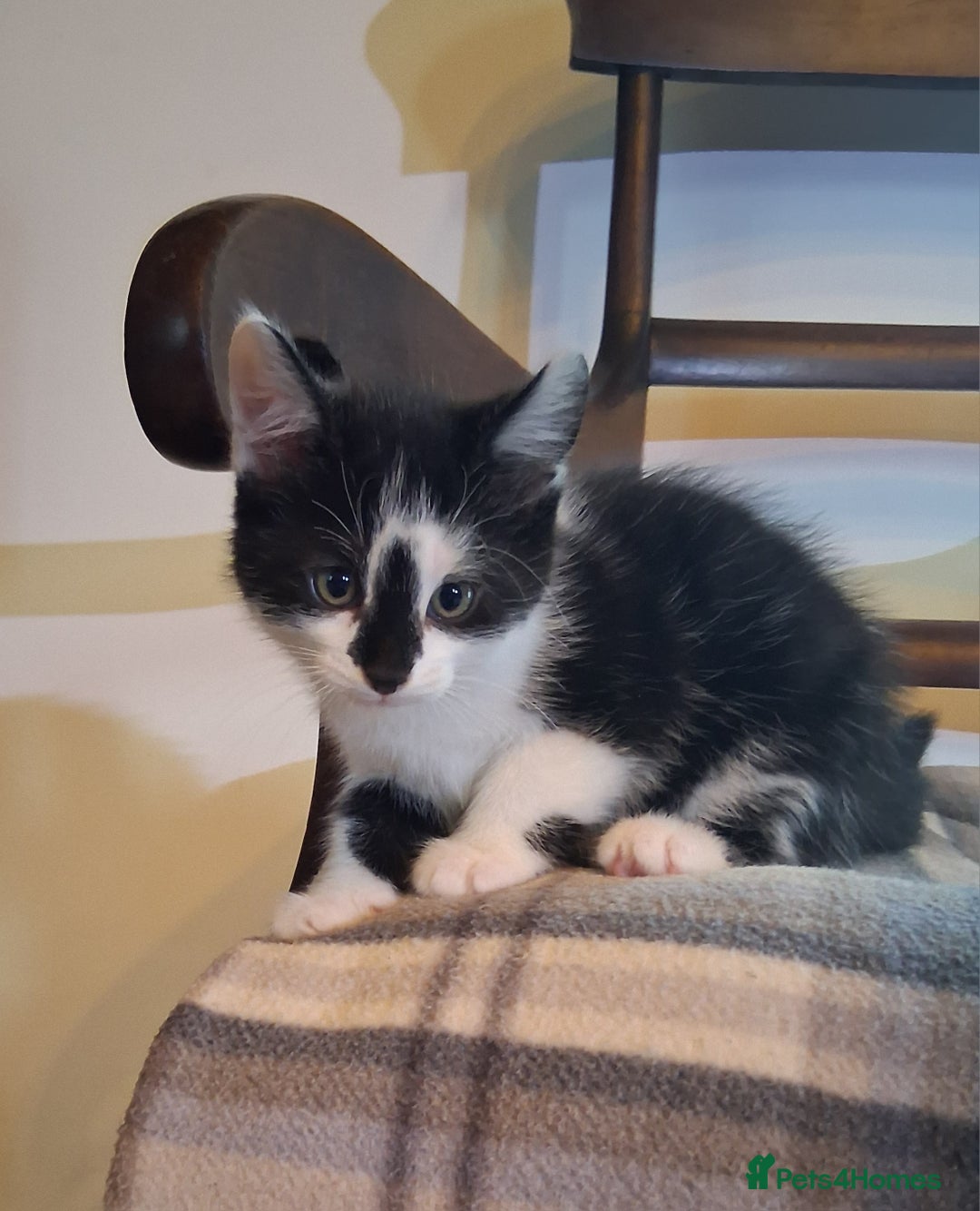Mixed Breed cats for sale: Gorgeous Chunky Kittens  - Image 2