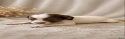 Cocker Spaniel dogs for sale: Beautiful Merle Cocker Spaniel puppies - Advert 6