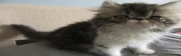 Persian cats for sale: Adorable female Persian kittens - Advert 8