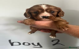 Cavalier King Charles Spaniel dogs for sale: Excessively tested Ruby Cavalier King Charles  - Image 5