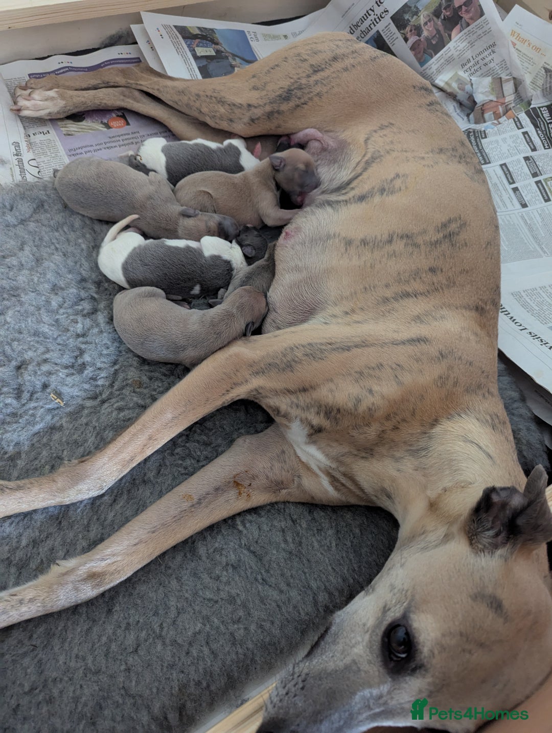 Whippet dogs for sale: Whippet Puppies for sale - Image 3