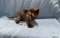 Mixed Breed cats for sale: Mix breed kittens for sale - Image 8