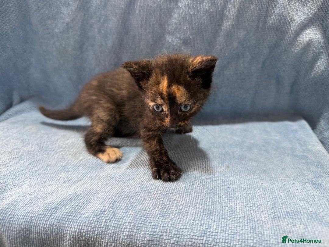Mixed Breed cats for sale: Mix breed kittens for sale - Image 8