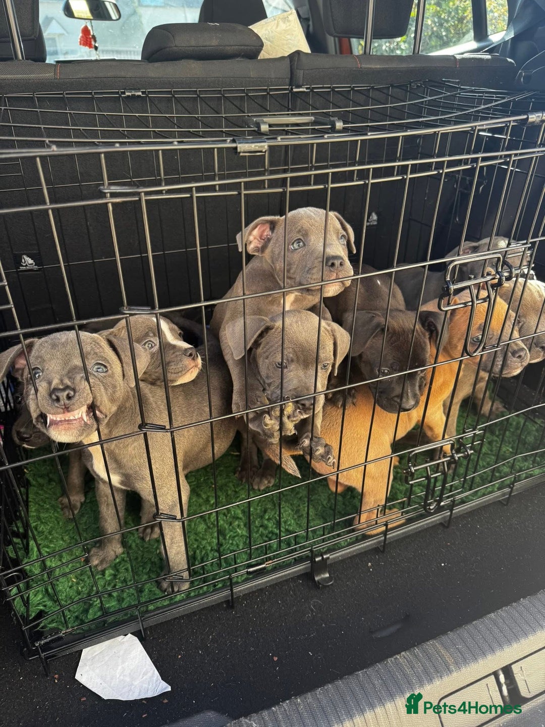 Staffordshire Bull Terrier dogs for sale: Blue Staffordshire bull terrier pups  - Image 1
