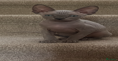 Sphynx cats - Advert 4