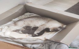 Ragdoll cats for sale: Half ragdoll kitten - Image 5