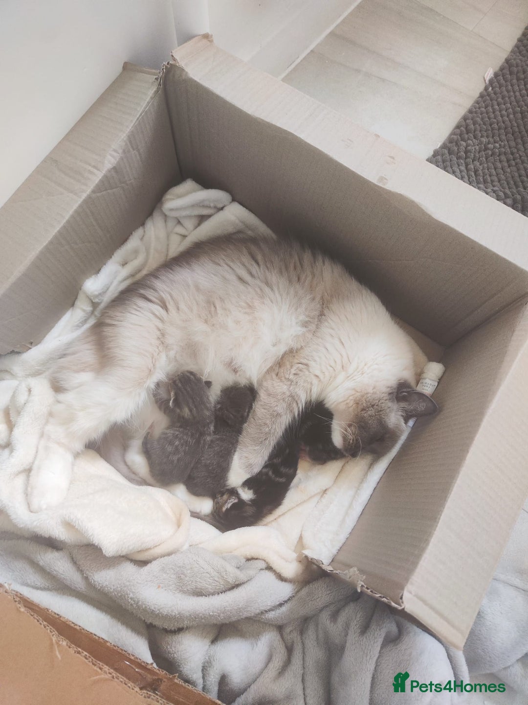 Ragdoll cats for sale: Half ragdoll kitten - Image 5