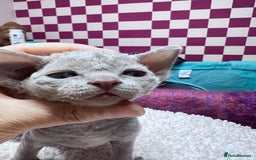 Devon Rex cats for sale: 5 fluffy beautiful Lilac Devon Rex babies!!!😻 - Image 6