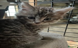 Maine Coon cats for sale: Maine coon kittens  - Image 34
