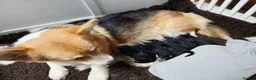 Welsh Corgi Pembroke dogs for sale: Stunning Corgipoo Puppies.  - Advert 16