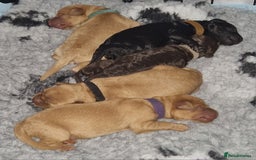 Labradoodle dogs for sale: Gorgeous miniature labradoodle puppies. - Image 3