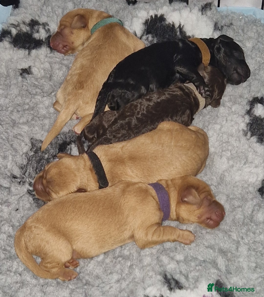 Labradoodle dogs for sale: Gorgeous miniature labradoodle puppies. - Image 3