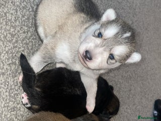 Siberian Husky dogs Husky pups - Advert 3