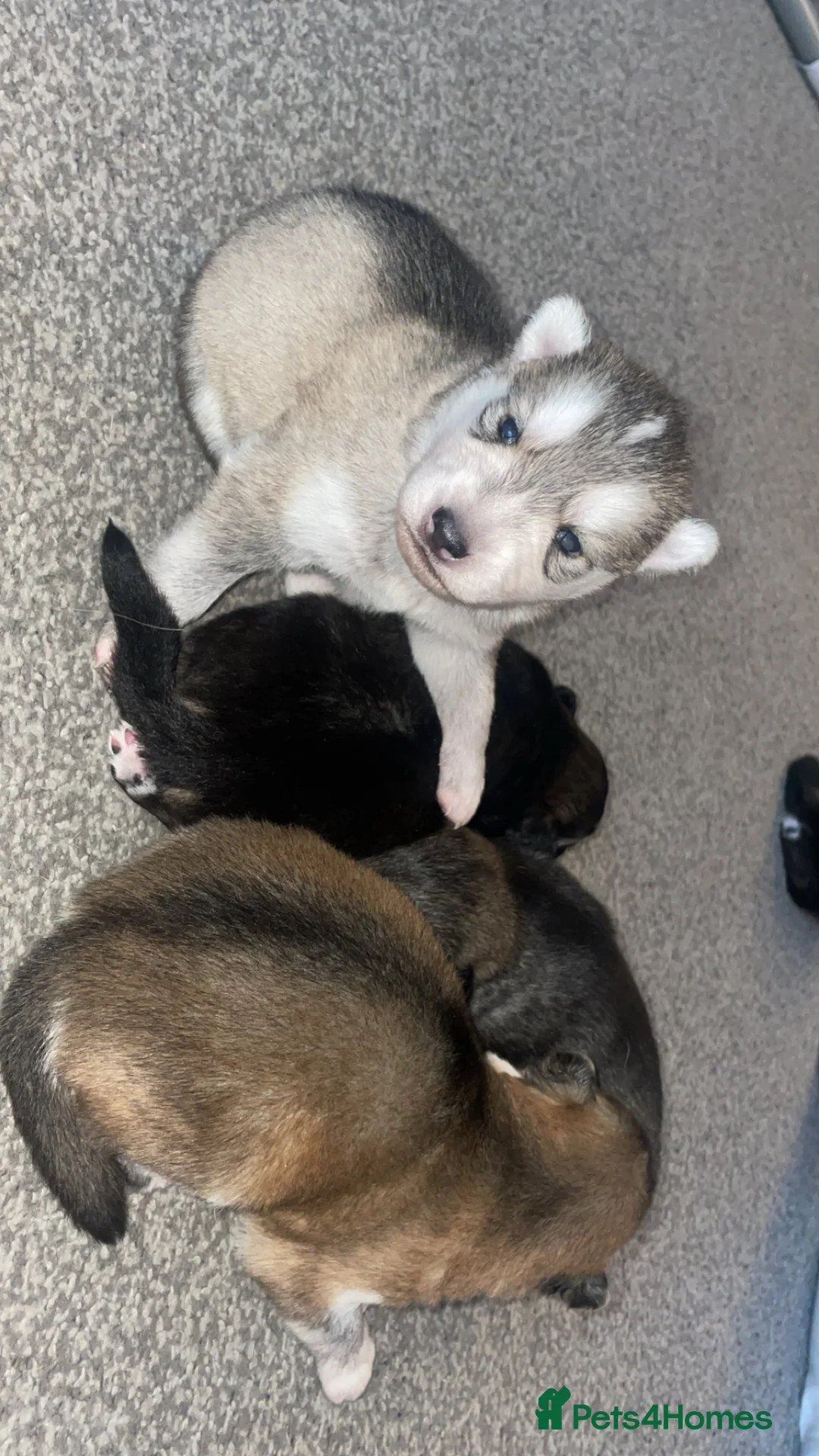 Siberian Husky dogs for sale: Husky pups - Advert 14
