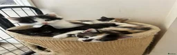 Mixed Breed cats for sale: Lovely, happy & friendly litter of kittens - Advert 1