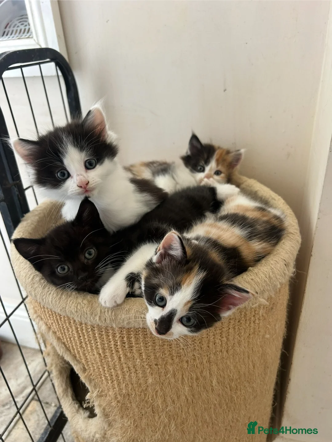 Mixed Breed cats for sale: Lovely, happy & friendly litter of kittens - Advert 1