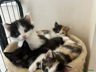 Mixed Breed cats Happy, friendly kittens - Very rare male Calico - Advert 1