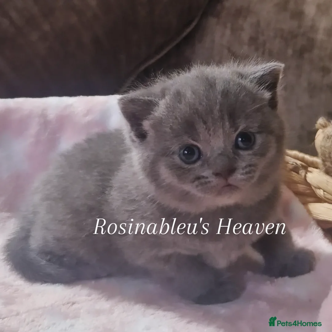 British Shorthair cats for sale:  Gccf British shorthair kittens champion lines 🏆 - Advert 17