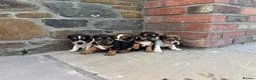 Jack Russell dogs for sale: 5 Jack Russel Puppy’s  - Advert 1