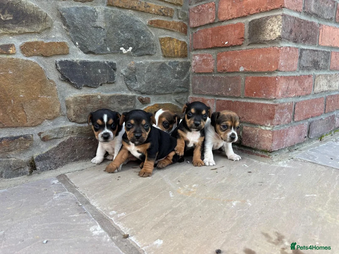 Jack Russell dogs for sale: 5 Jack Russel Puppy’s  - Advert 1