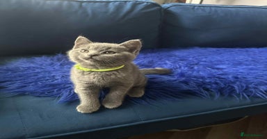 British Shorthair cats - Advert 9