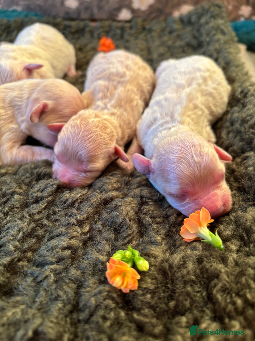 Maltipoo dogs for sale: Exquisite Maltipoo puppies  - Advert 1