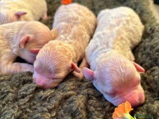 Maltipoo dogs Exquisite Maltipoo puppies - Advert 7