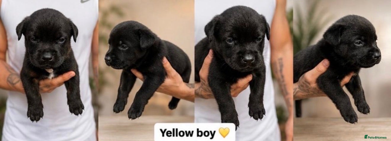 Mixed Breed dogs Rottweiler X Belgium Mali Puppies - Advert 2