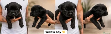 Yellow boy 