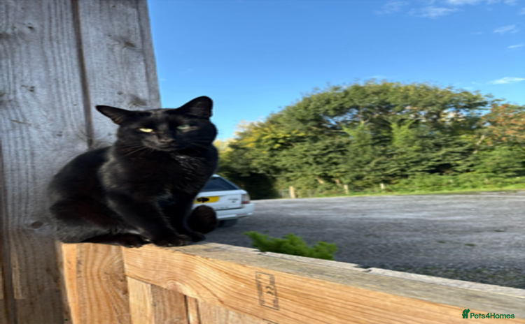 Mixed Breed cats - Advert 2
