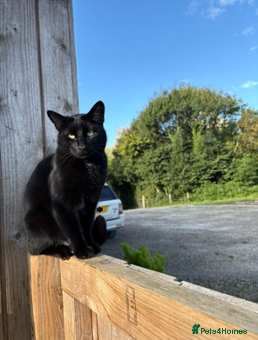 Mixed Breed cats for sale: FREE Loveable & Affectionate Neutered Male Cat - Image 1