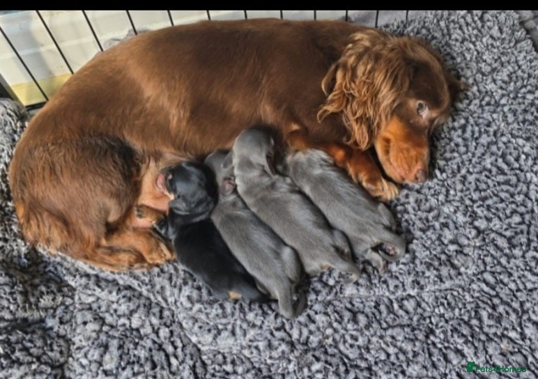 Miniature Dachshund dogs Miniture dachshunds puppies - Advert 1