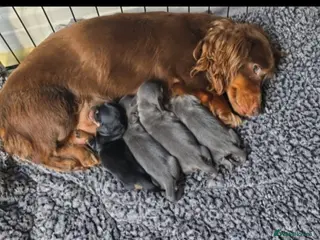 Miniature Dachshund dogs Miniture dachshunds puppies - Advert 4