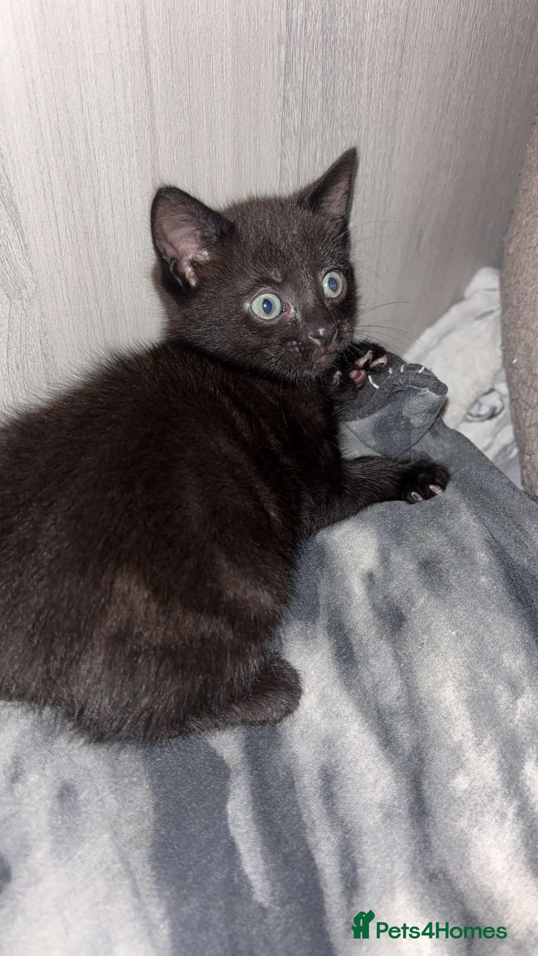 Mixed Breed cats for sale: 4 Lovely kittens  - Image 7