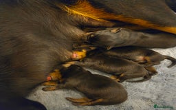 Rottweiler dogs for sale: 22 Week old female Rottweiler  - Advert 6