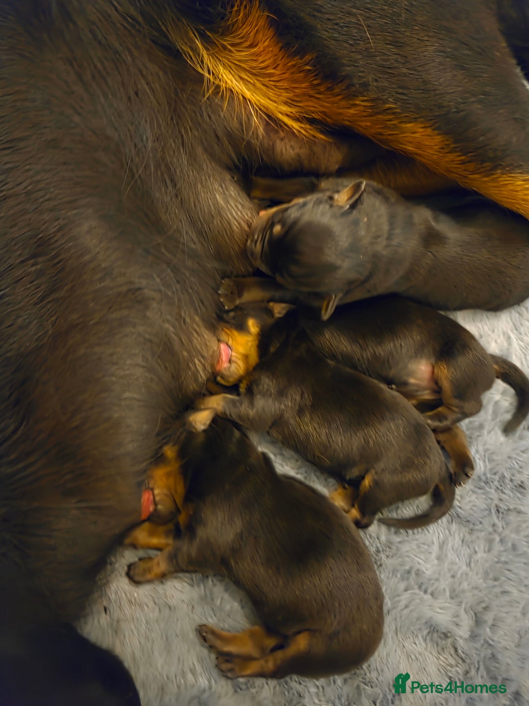 Rottweiler dogs for sale: 22 Week old female Rottweiler  - Advert 6