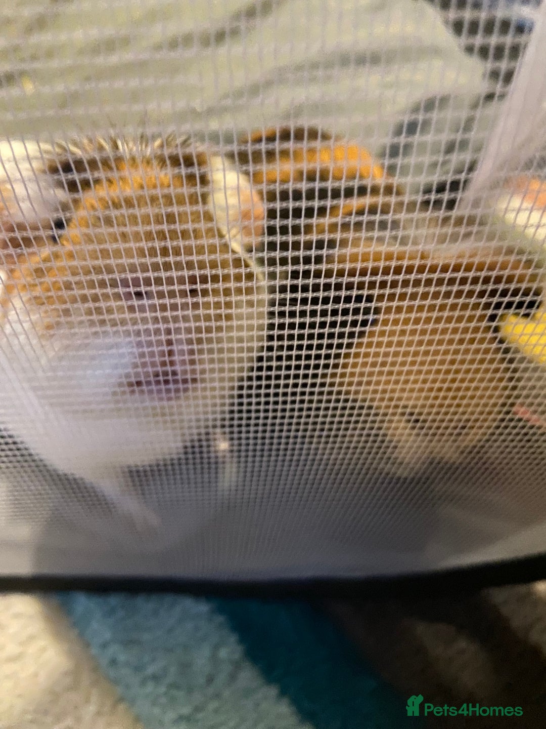 Guinea Pig rodents for sale: 2 Beautiful guinea - Advert 1