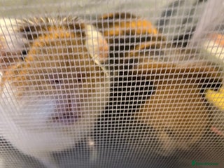 Guinea Pig rodents 2 Beautiful guinea - Advert 1