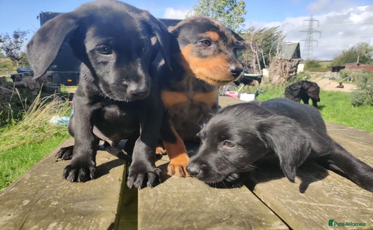 Mixed Breed dogs - Advert 2